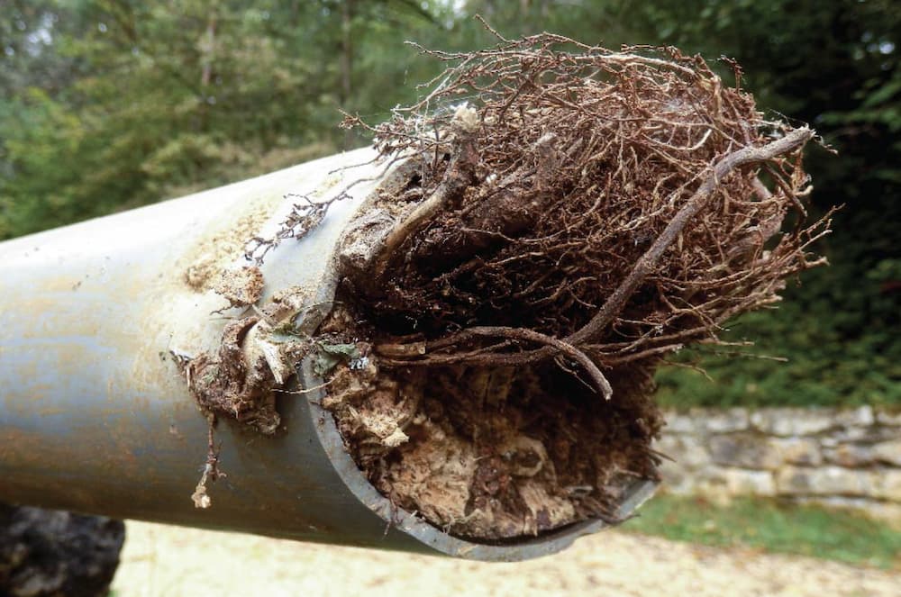 root intrusion sewer line